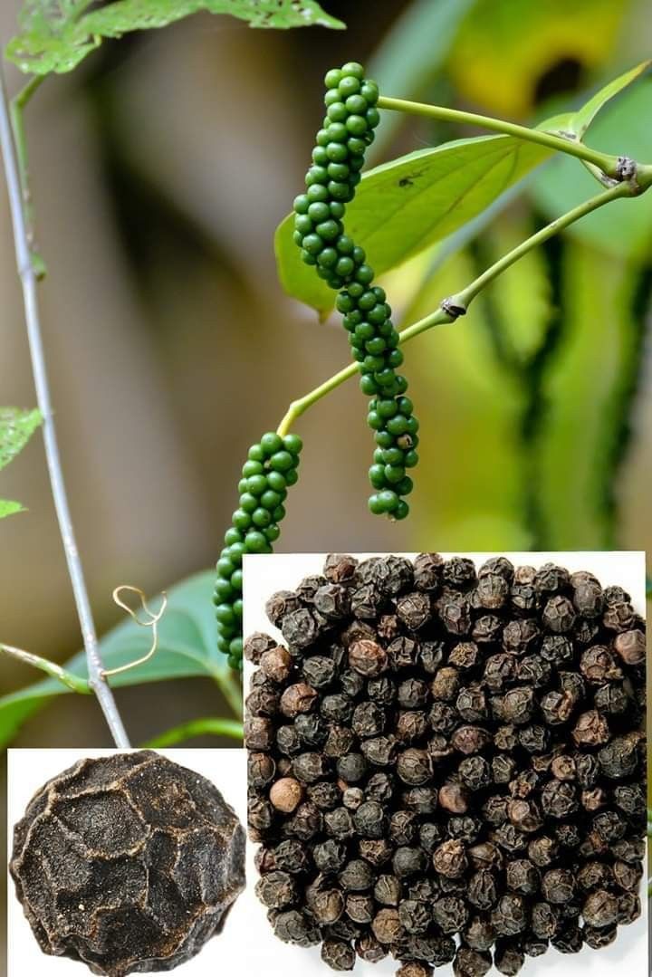 Pepper